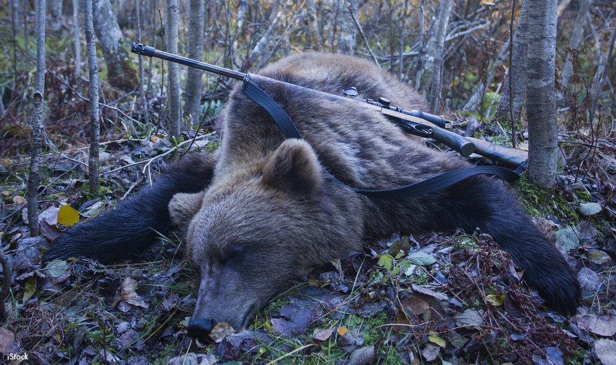 Bear hunted with rifle