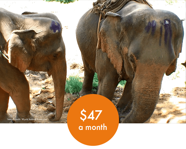 Elephant donation tile