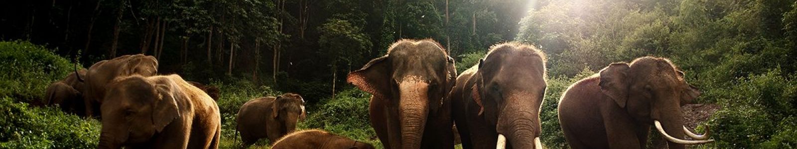 Elephants Hike & Homestays Thailand