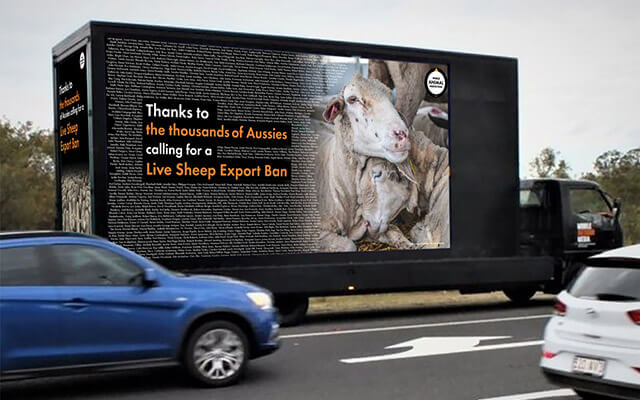 Live export truck