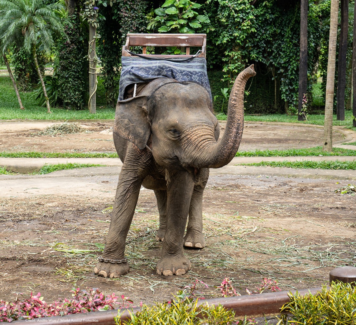 Elephant used for riding