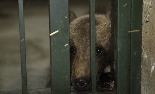 A baby bear all alone after his mother is killed