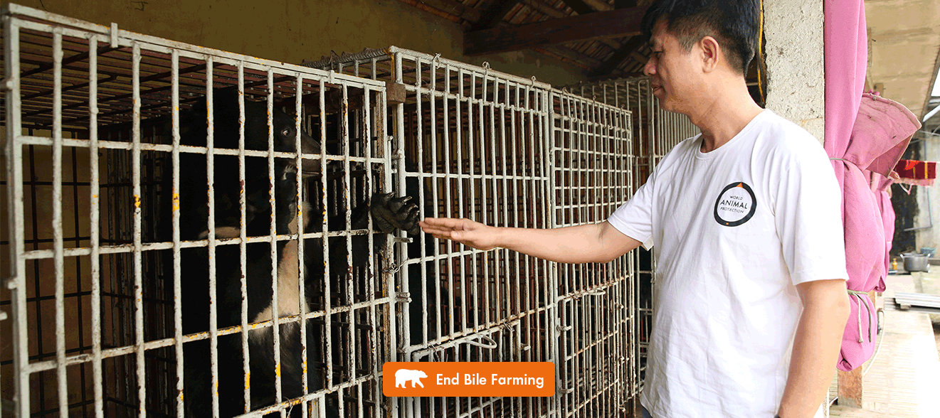 World Animal Protection staff member, Phuong,  looking at bear in cage