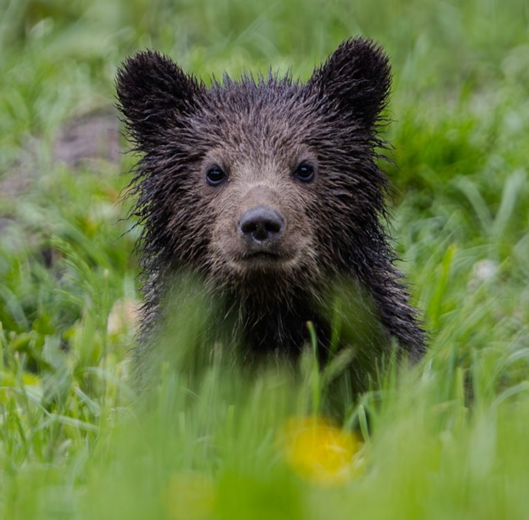 Bear cub at Libearty sanctuary