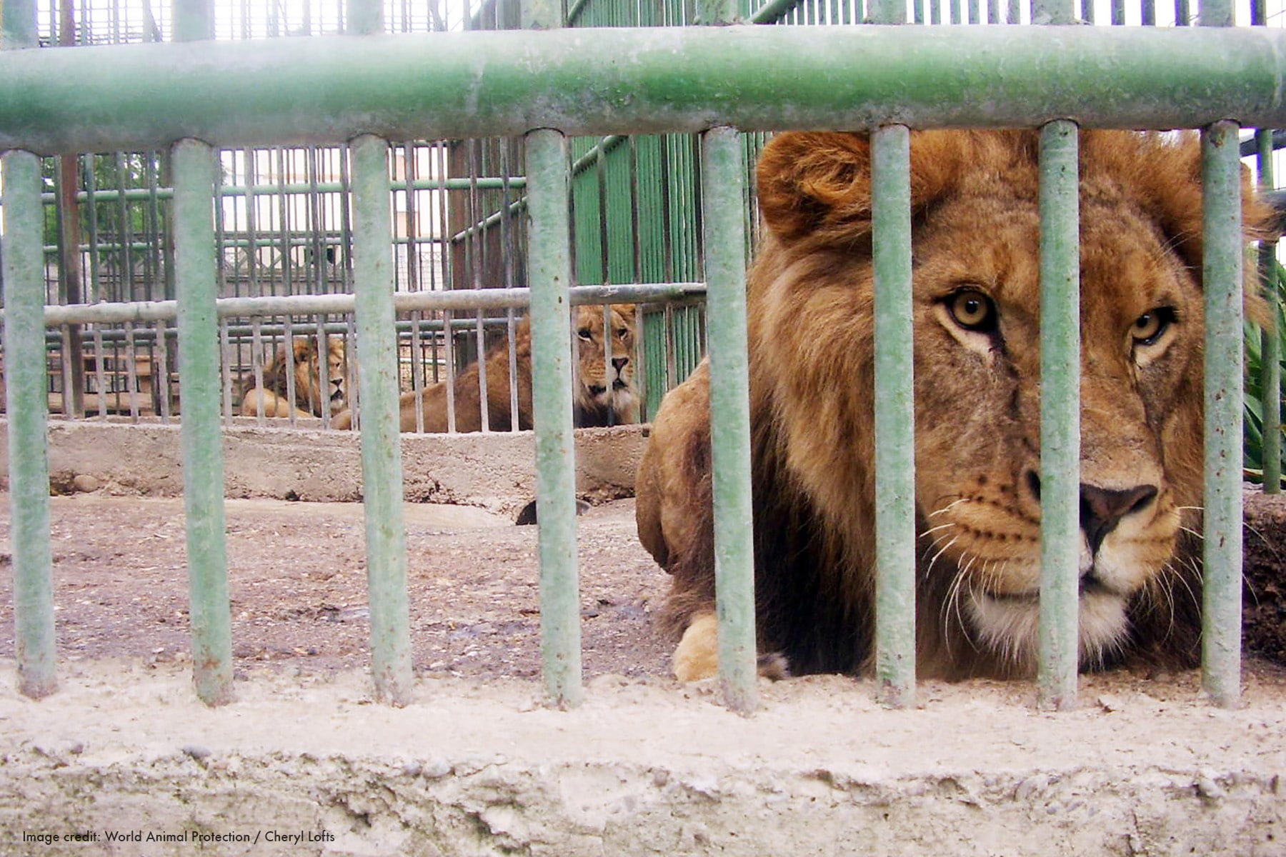 Lion in a cage