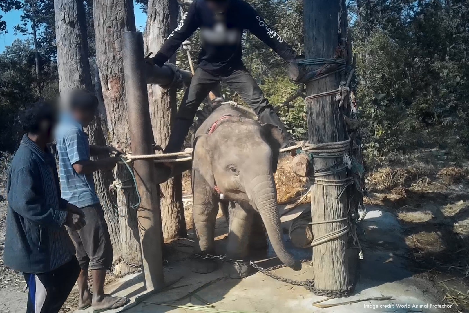 Elephant used for riding