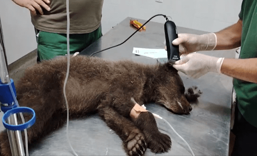 A rescued cub receives emergency medical care