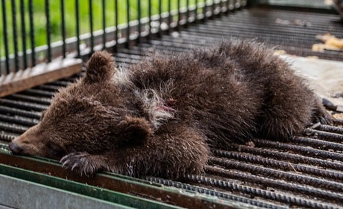 Another bear cub arrives at Libearty